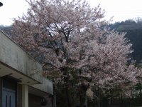 KNu