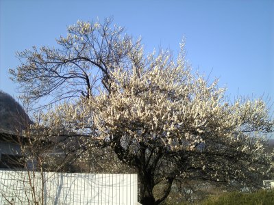 KNu